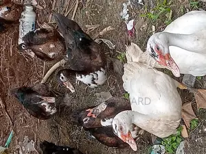 Mature Male Muscovyducks Healthy Ready for Breeding or Meat