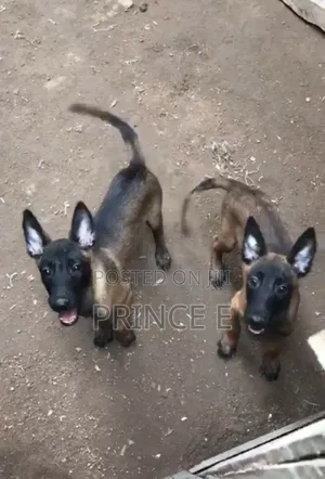 1-3 months Female Purebred Belgian Malinois