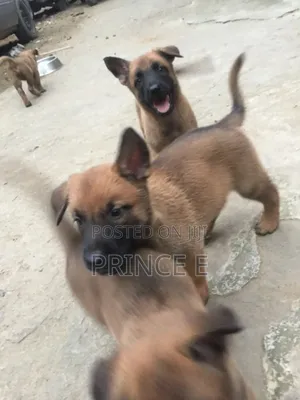 1-3 months Male Purebred Belgian Malinois