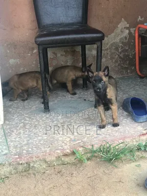 1-3 months Male Purebred Belgian Malinois