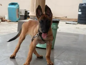 1-3 months Female Purebred Belgian Malinois