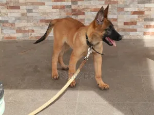 1-3 months Male Purebred Belgian Malinois