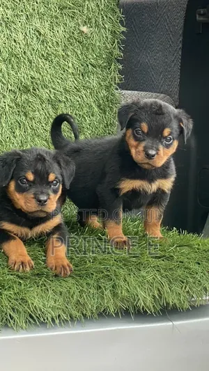 1-3 months Male Purebred Rottweiler