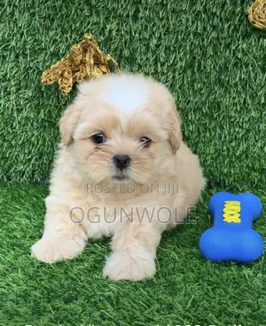 1-3 months Female Purebred Lhasa Apso