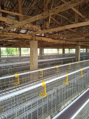 Poultry Cage Solution for Your Farm