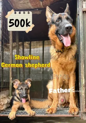 3-6 months Female Purebred German Shepherd
