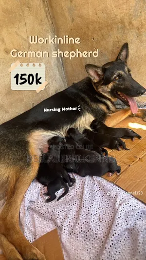 1-3 months Female Purebred German Shepherd