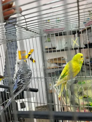 Birds Sale