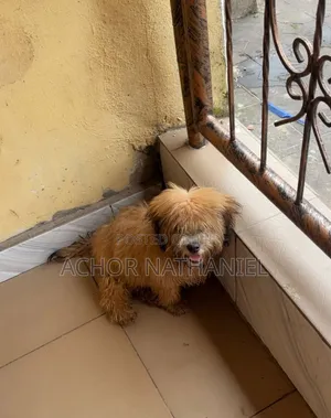 3-6 months Male Purebred Lhasa Apso