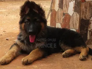 1-3 months Female Purebred German Shepherd