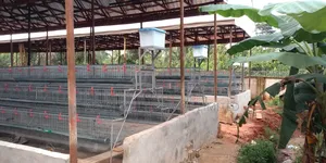 Poultry Cage Solution for Your Farm