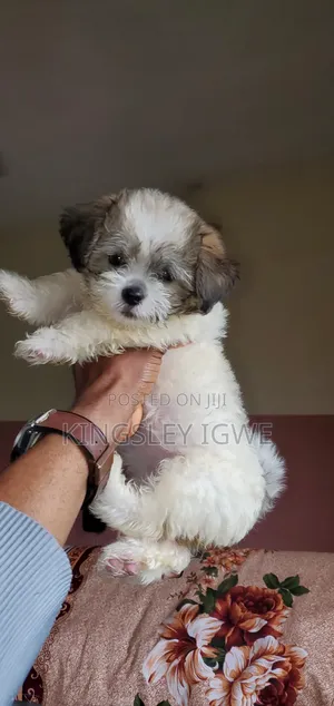 1-3 months Male Purebred Lhasa Apso
