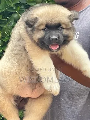 1-3 months Female Purebred Caucasian Shepherd