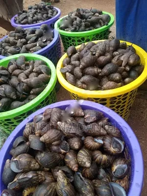 Snails of Different Sizes Available