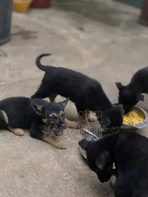 1-3 months Male Purebred German Shepherd