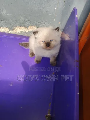 1-3 months Male Purebred Persian