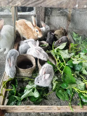 Hybrid Rabbit in Portharcourt