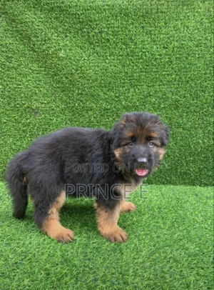 1-3 months Female Purebred German Shepherd