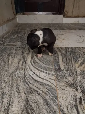 1-3 months Female Purebred American Pit Bull Terrier