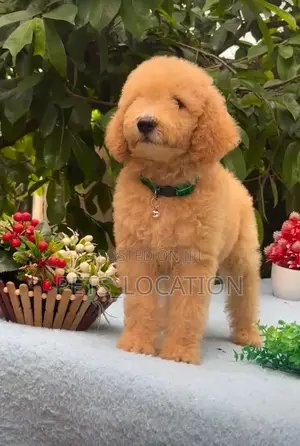6-12 months Male Purebred Poodle