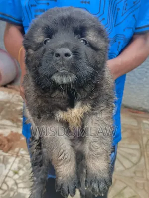 1-3 months Female Purebred Caucasian Shepherd