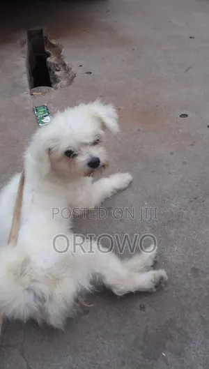3-6 months Female Purebred Lhasa Apso