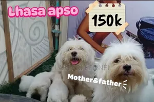 3-6 months Female Purebred Lhasa Apso