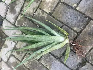 Grow Your Aloe Vera Plant