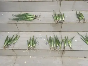 Start Planting Your Aloe Vera Plant