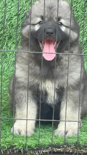 1-3 months Male Purebred Caucasian Shepherd