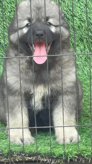 1-3 months Female Purebred Caucasian Shepherd