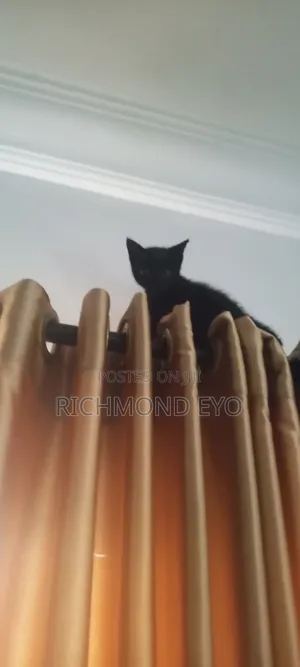 1-3 months Male Purebred American Wirehair