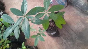 Chest Nut Seedling