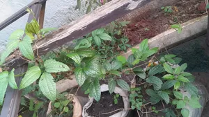 Ugu Seedlings