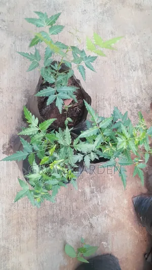Dongoyaro or Neem Seedlings