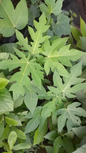 Dwarf Pawpaw Seedling