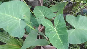 Cocoyam Seedlings