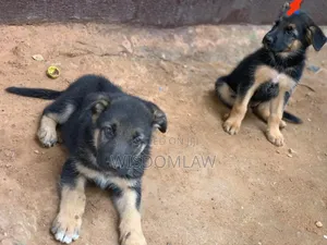 1-3 months Male Purebred German Shepherd