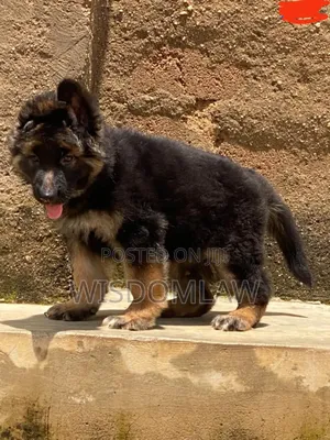 1-3 months Male Purebred German Shepherd