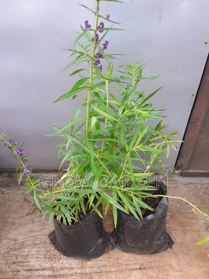 Local Spiky Lavender