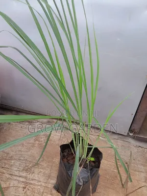 Lemon Grass