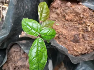 Local Pear (Ube Seedling)