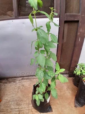 Lemon Balm Seedlings
