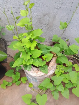 Sweet Potato Seedlings