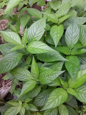 Bloodvtonic Leave Seedlings