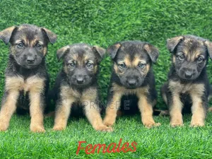 1-3 months Female Purebred German Shepherd