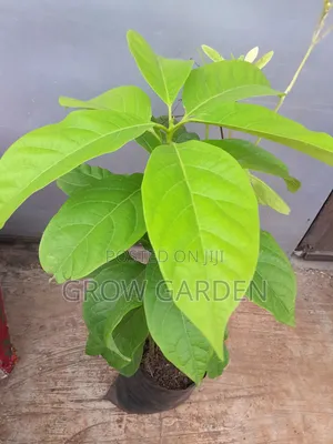 Avocado Seedlings