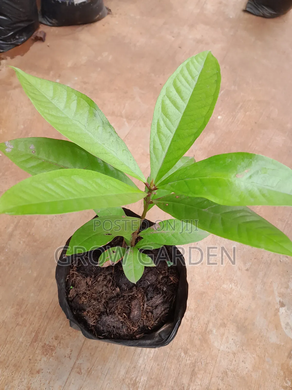 Bell Apple Seedling