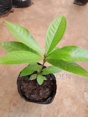 Bell Apple Seedling