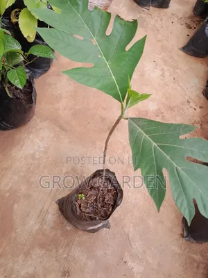 Breadfruit Seedlings